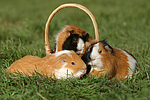 kleintierfotos meerschwein_-_glatthaarig