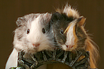 kleintierfotos meerschwein_-_sheltie