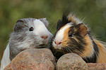 kleintierfotos meerschwein_-_sheltie