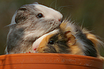 kleintierfotos meerschwein_-_sheltie