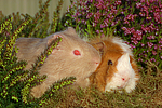 kleintierfotos meerschwein_-_glatthaarig