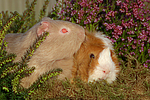 kleintierfotos meerschwein_-_glatthaarig