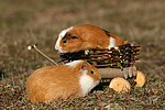 kleintierfotos meerschwein_-_glatthaarig