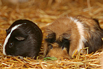 kleintierfotos meerschwein_-_glatthaarig