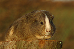kleintierfotos meerschwein_-_glatthaarig