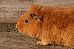 kleintierfotos meerschwein_-_rex
