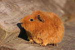 kleintierfotos meerschwein_-_rex