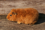 kleintierfotos meerschwein_-_rex