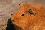 kleintierfotos meerschwein_-_rex