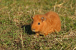 kleintierfotos meerschwein_-_rex