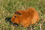 kleintierfotos meerschwein_-_rex