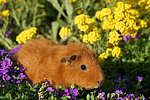 kleintierfotos meerschwein_-_rex