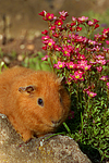 kleintierfotos meerschwein_-_rex