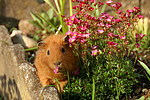 kleintierfotos meerschwein_-_rex