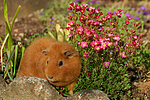 kleintierfotos meerschwein_-_rex