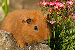 kleintierfotos meerschwein_-_rex