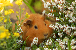 kleintierfotos meerschwein_-_rex