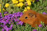 kleintierfotos meerschwein_-_rex