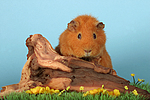 kleintierfotos meerschwein_-_rex
