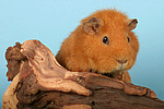 kleintierfotos meerschwein_-_rex