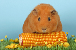 kleintierfotos meerschwein_-_rex