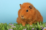 kleintierfotos meerschwein_-_rex