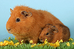 kleintierfotos meerschwein_-_rex