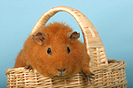 kleintierfotos meerschwein_-_rex