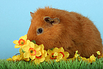 kleintierfotos meerschwein_-_rex