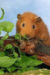 kleintierfotos meerschwein_-_rex