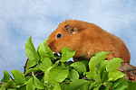 kleintierfotos meerschwein_-_rex