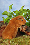 kleintierfotos meerschwein_-_rex