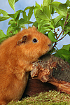 kleintierfotos meerschwein_-_rex