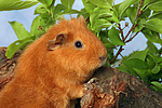 kleintierfotos meerschwein_-_rex