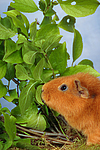 kleintierfotos meerschwein_-_rex