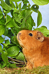 kleintierfotos meerschwein_-_rex