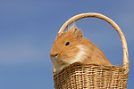 kleintierfotos 