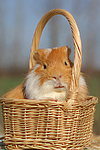 kleintierfotos 