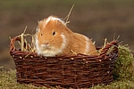 kleintierfotos 