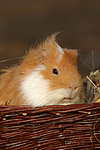 kleintierfotos 