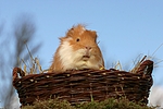 kleintierfotos 