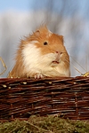 kleintierfotos 