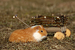 kleintierfotos 