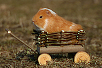 kleintierfotos 