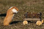 kleintierfotos 