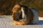kleintierfotos 