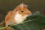 kleintierfotos 
