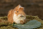 kleintierfotos 