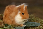 kleintierfotos 