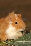 kleintierfotos 